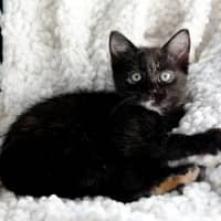 Photo of Myrtle