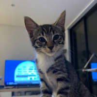Photo of Ribo