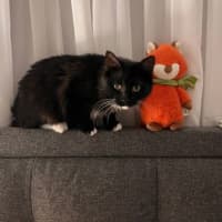 Photo of Ollie