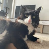 Photo of Inky
