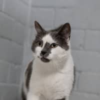 Photo of Primrose