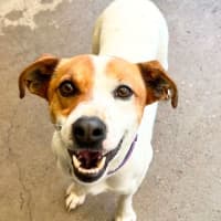Photo of Josie
