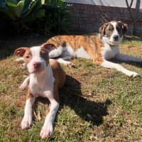 Photo of Josie   4 Month Old American Staffy X