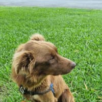 Photo of Alfie
