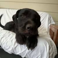 Photo of Tui   1 Year Old Wolfhound X