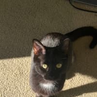 Photo of Macavity
