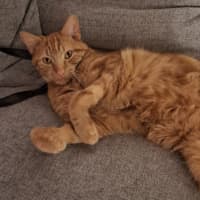 Photo of Simba