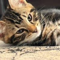 Photo of Sprinkles