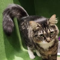 Photo of Miss Moppet