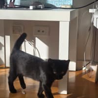 Photo of Kahlua 