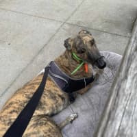 Photo of Roxy, The Greyhound