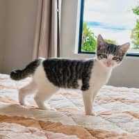 Photo of Rocket