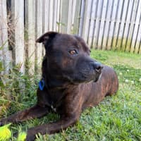 Photo of Nugget *$350 Adoption Fee*