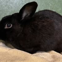 Photo of Evander