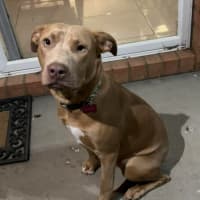 Photo of Buster