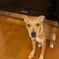 Photo of Daphne