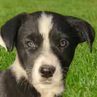 Photo of Nugget ~ 8 Week Old, Border Collie X Puppy, Male
