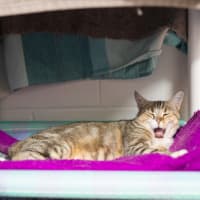 Photo of Mumma Muffin