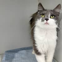 Photo of Elroy