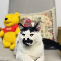 Photo of Scout
