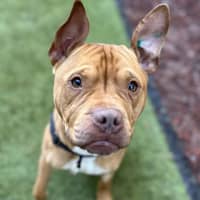 Photo of Odie