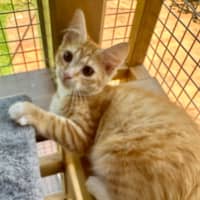 Photo of Tilly Torrens