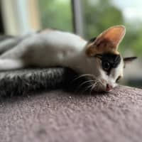 Photo of Calico   Trixie