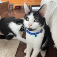 Photo of 🍪 Cookie 🍪 