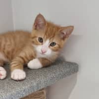 Photo of Donut