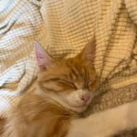 Photo of Mochi