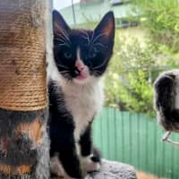 Photo of Stripey