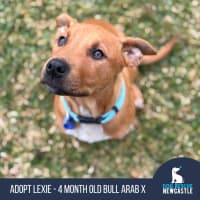 Photo of Lexie   4 Month Old Bull Arab X