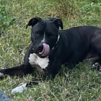 Photo of Charlie   6 Year Old Staffy X Great Dane 