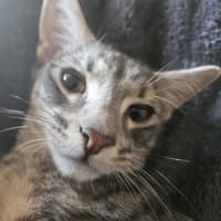 Photo of Clooney ** 2nd Chance Cat Rescue**