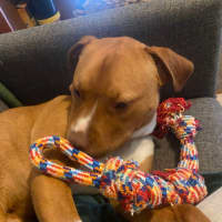 Photo of Sarge