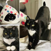 Photo of 10989   Aniseed