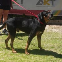 Photo of Sarge