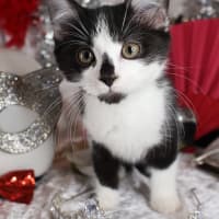 Photo of Foxtrot