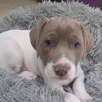 Photo of Rusty