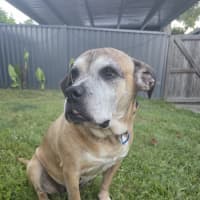 Photo of Chloe *$150 Adoption Fee*