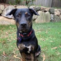 Photo of Scarlet *$350 Adoption Fee*