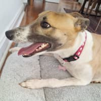 Photo of Billy, The Greyhound