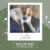 Photo of Dottie