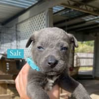 Photo of Salt   8 Week Old Kelpie X (Hold)
