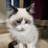 Photo of Bobo 