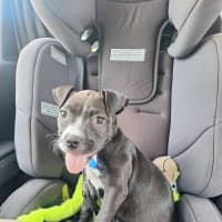 Photo of Lola   10 Week Old Boxer X