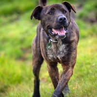 Photo of Bear
