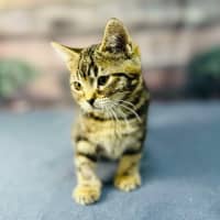 Photo of Mimosa   Located In Preston 