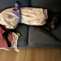 Photo of Carla, They Greyhound