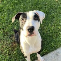 Photo of Archie